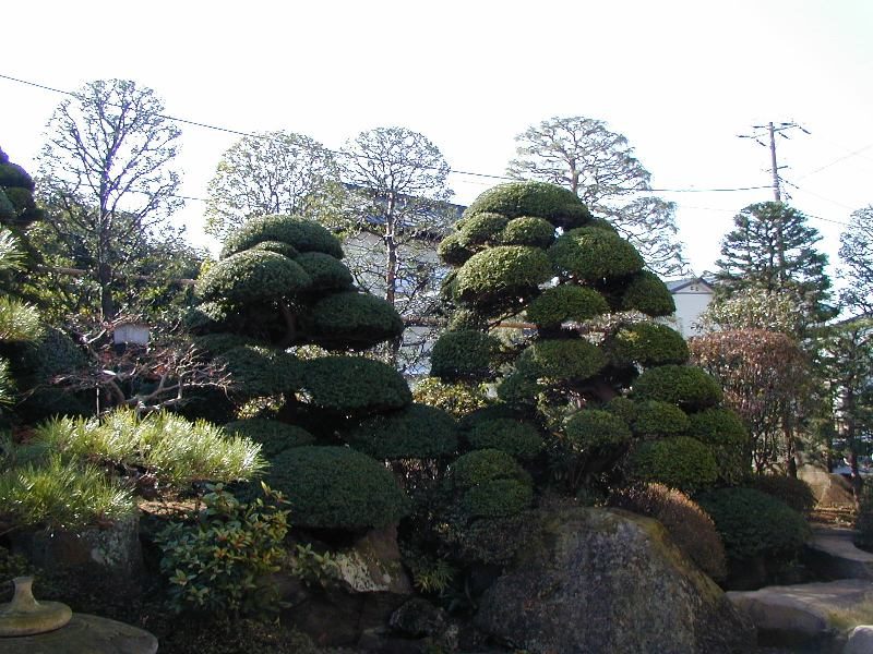 玉仕立てに整えられた松や庭木の和風庭園